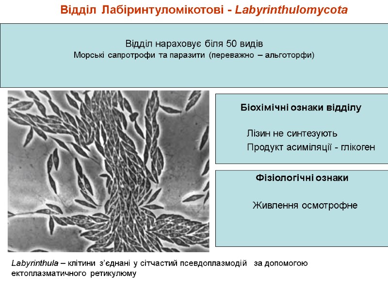 Відділ Лабіринтуломікотові - Labyrinthulomycota Відділ нараховує біля 50 видів Морські сапротрофи та паразити (переважно